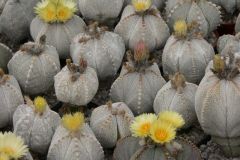 Astrophytum3