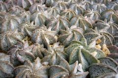 Astrophytum4