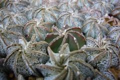 Astrophytum5