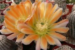 Echinocereus1