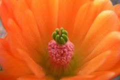 Echinocereus4