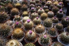 Echinofossulocactus2