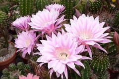 Echinopsis1