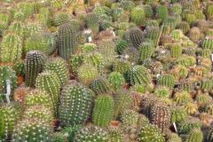 Echinopsis3