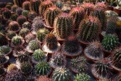 Ferocactus2