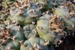 Lophophora1