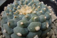 Lophophora2