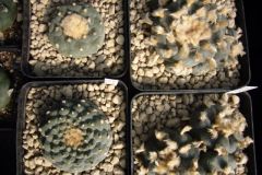 Lophophora3