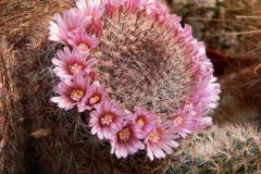 Mammillaria1