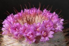 Mammillaria2