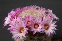 Mammillaria3