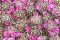 Mammillaria4