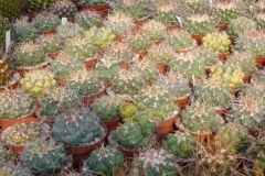 Thelocactus