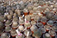 Turbinicarpus1