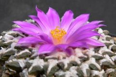 Ariocarpus-kotschoubeyanus