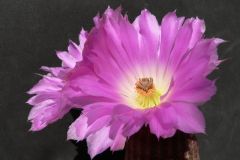 Echinocereus-rigidissiumus-