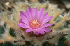 Lophophora-williamsii