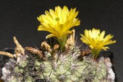 Ortegocactus-macdougallii