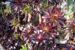 Aeonium