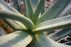 Aloe1