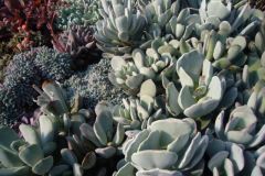 Cotyledon