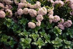 Crassula