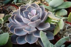 Echeveria4