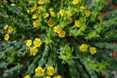 Euphorbia4